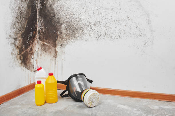 Best Residential Mold Remediation in Healdton, OK