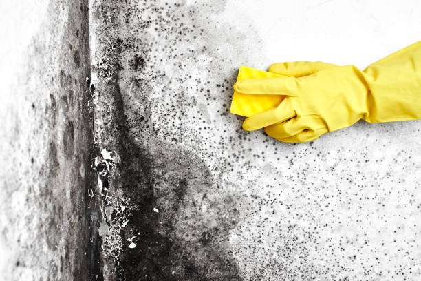Best Insurance-Related Mold Remediation in Healdton, OK
