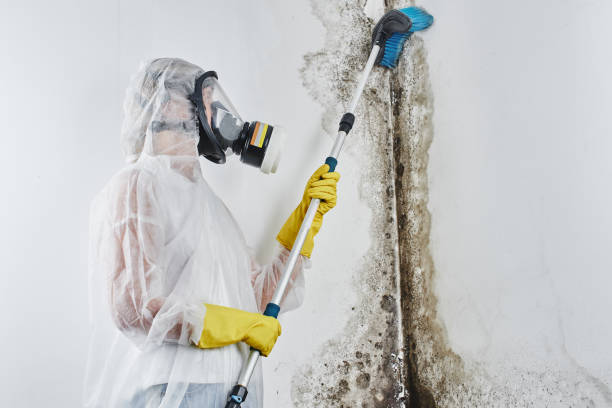 Best Emergency Mold Remediation in Healdton, OK
