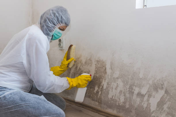 Best Residential Mold Remediation in Healdton, OK