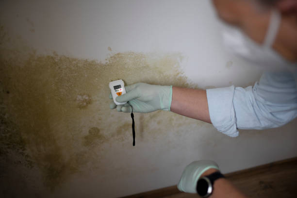 Best Attic Mold Remediation in Healdton, OK