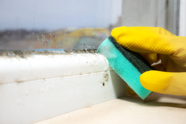 Best Health and Safety Mold Remediation in Healdton, OK