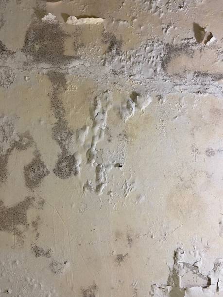 Healdton, OK Mold Remediation Company