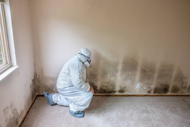 Best Black Mold Remediation in Healdton, OK