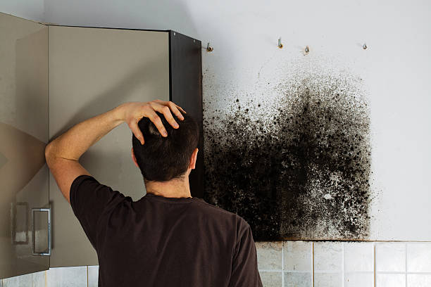 Best Mold Remediation for Schools in Healdton, OK